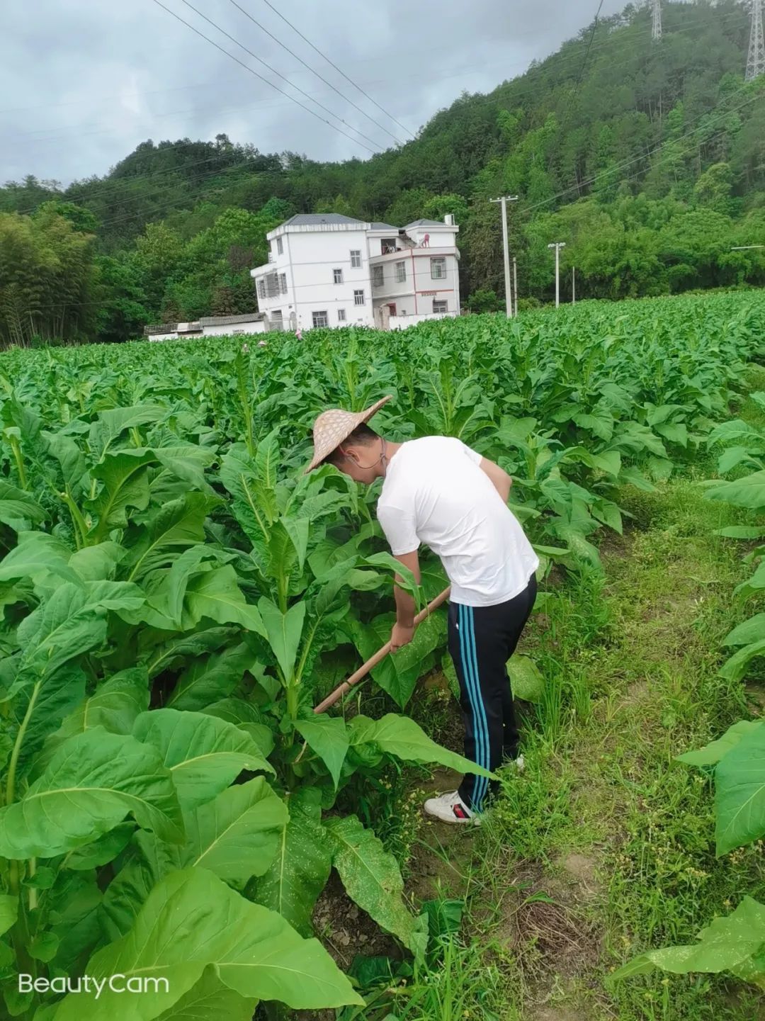 我为师生群众办实事——赣州技师学院第四党支部学生党员深入田间干农? onmousewheel=